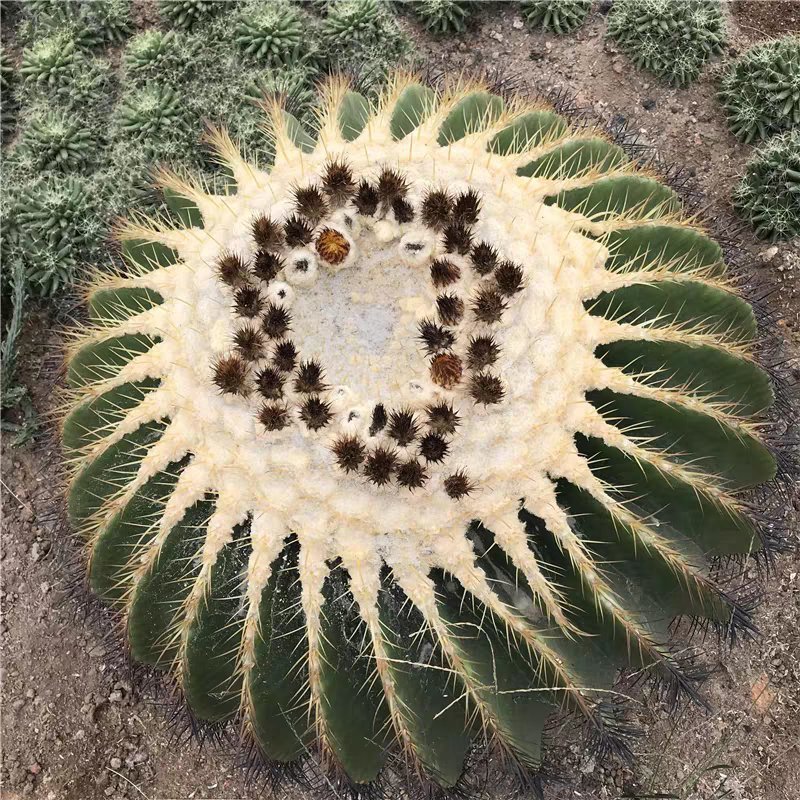 迷你仙人掌类植物仙人球盆栽芦荟办公室内电脑桌面