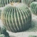 迷你仙人掌类植物仙人球盆栽芦荟办公室内电脑桌面