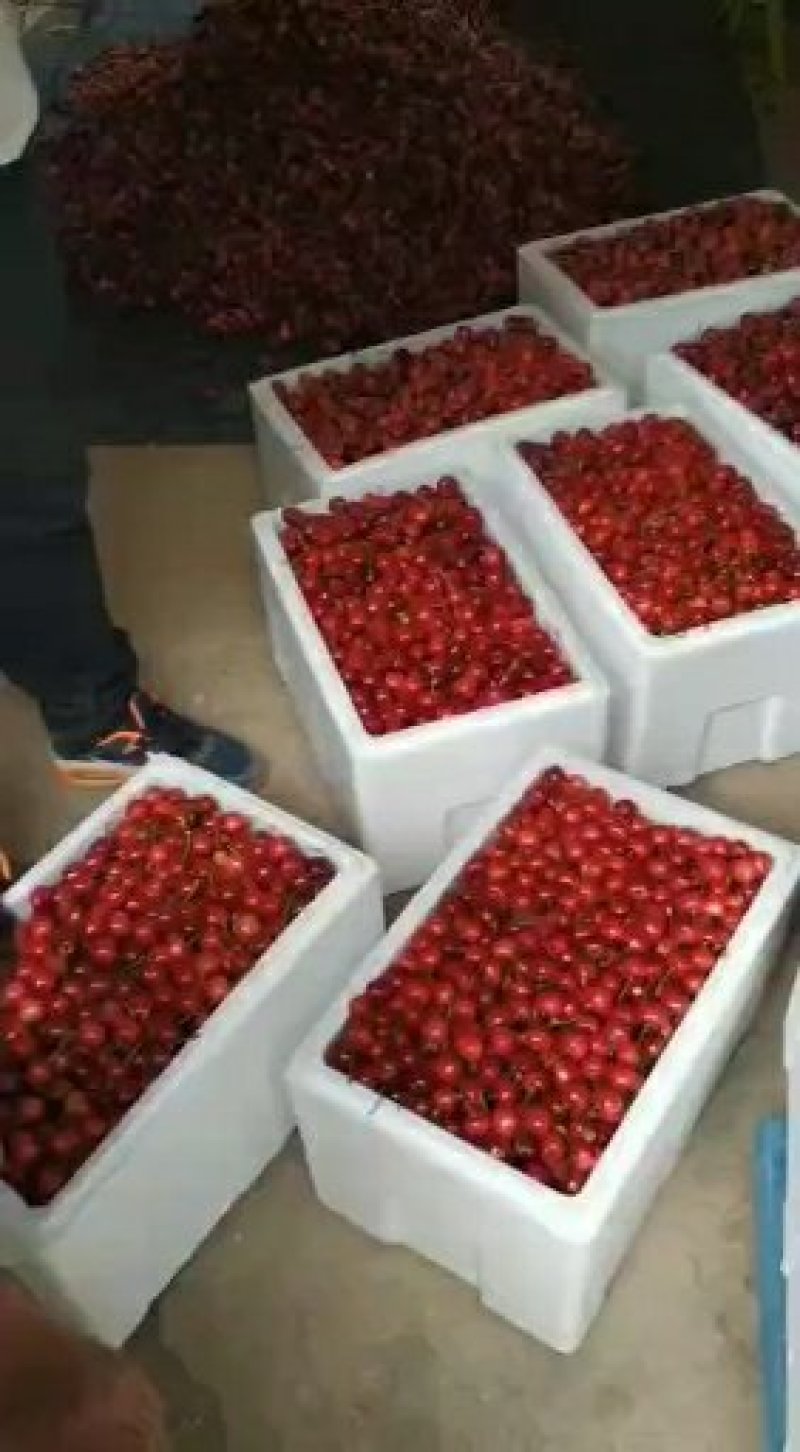 樱桃、美早、萨弥陀、先锋、美味多汁，大量现货