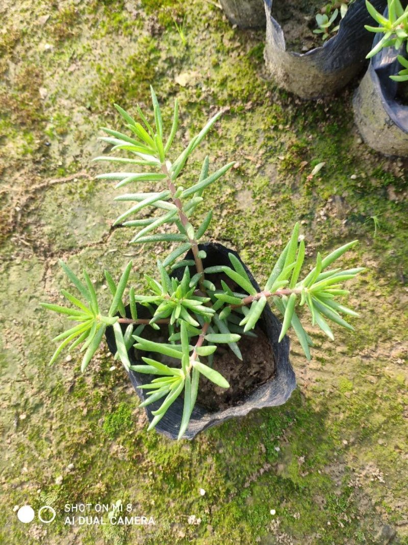 基地直销太阳花易活好管理