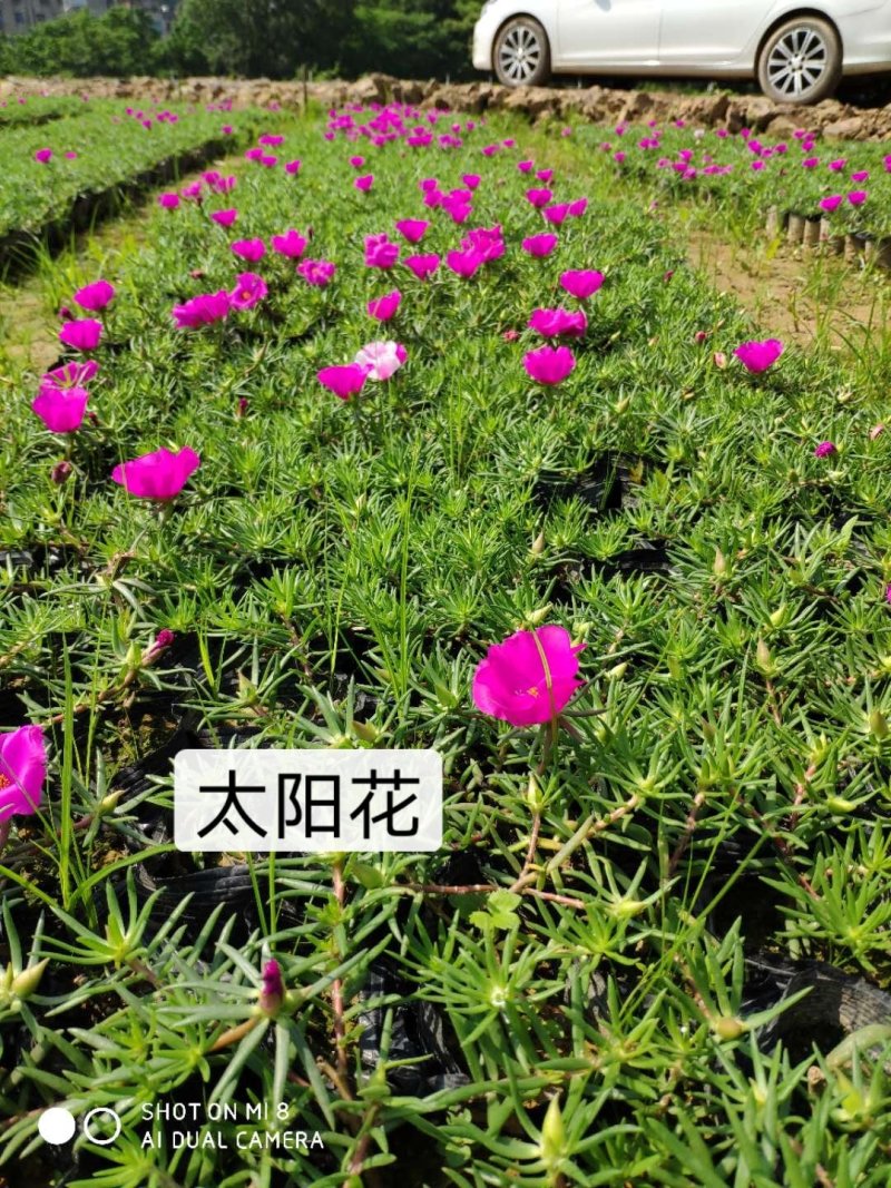 基地直销太阳花易活好管理