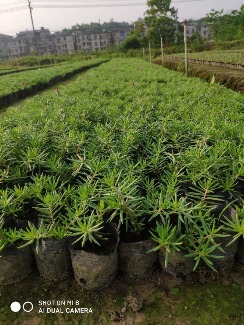 基地直销太阳花易活好管理