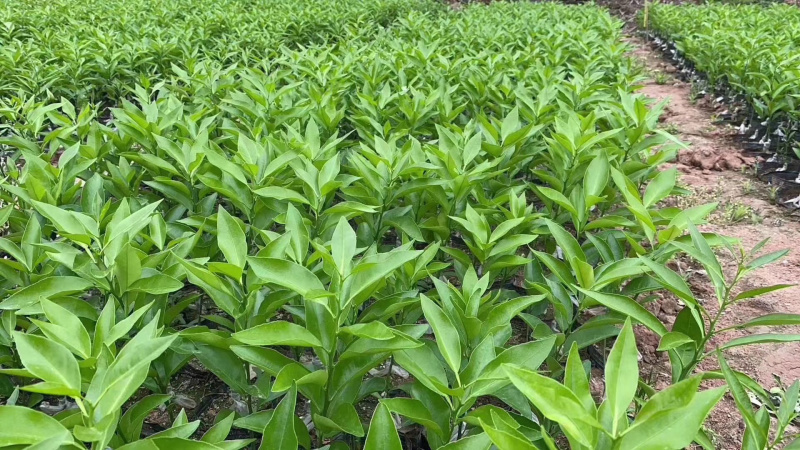 沃柑杯苗五月苗全年可供量大从优