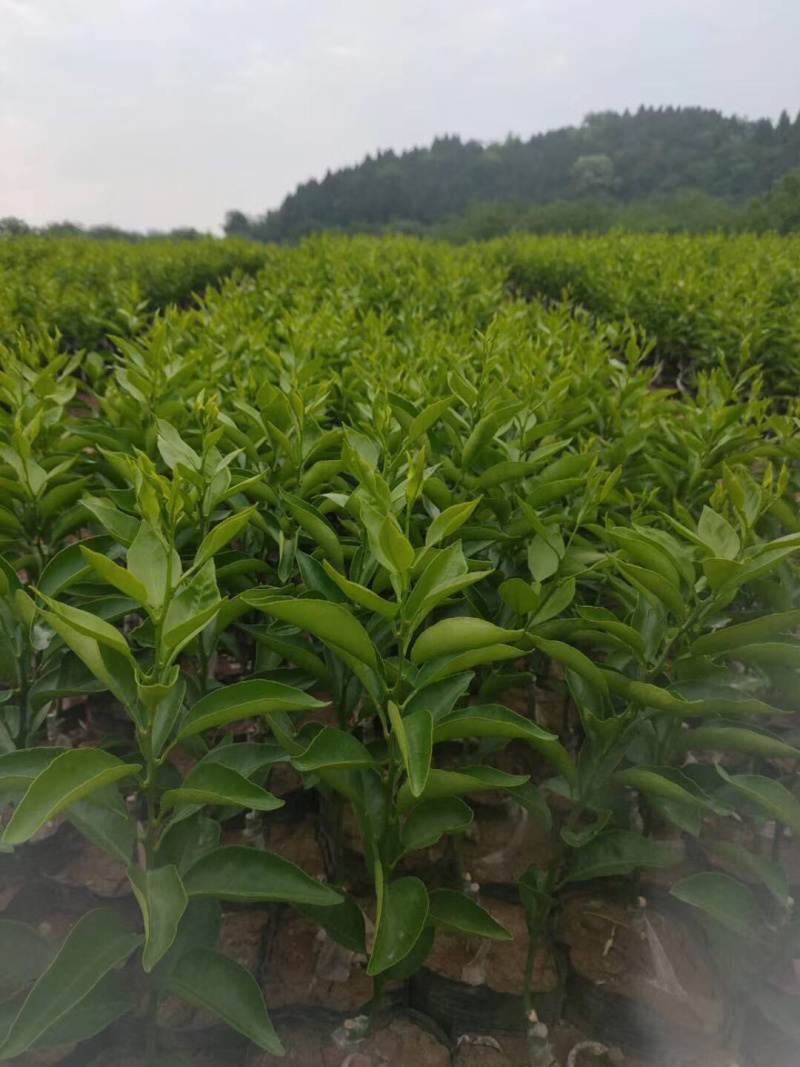 沃柑杯苗五月苗全年可供量大从优