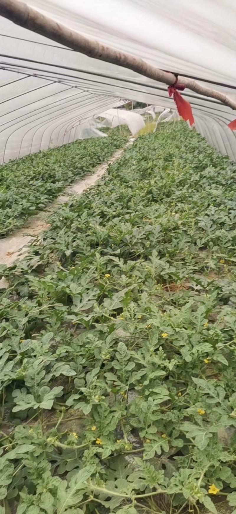 万亩大棚8424，美都西瓜已上市！支持产地看货