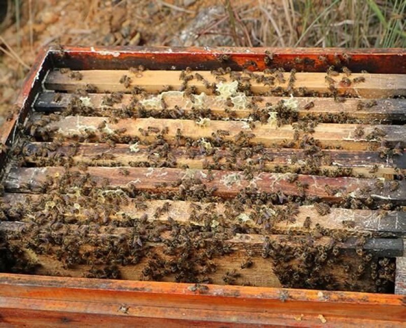 【严选】精品蜂蜜源自大山农户自家养殖口感纯正不掺糖