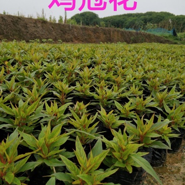 基地直销多头鸡冠花四季红叶凤尾鸡冠花
