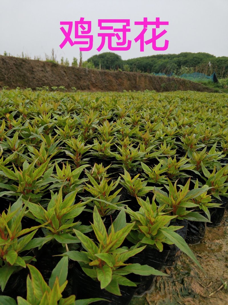 基地直销多头鸡冠花四季红叶凤尾鸡冠花