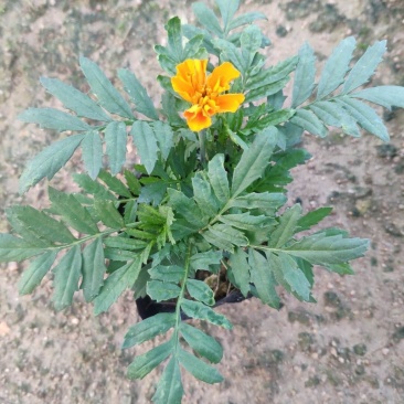 基地直销孔雀草价格美丽