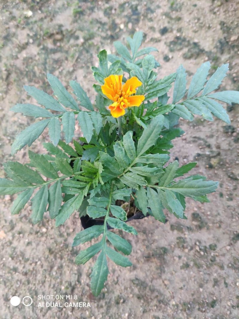 基地直销孔雀草价格美丽