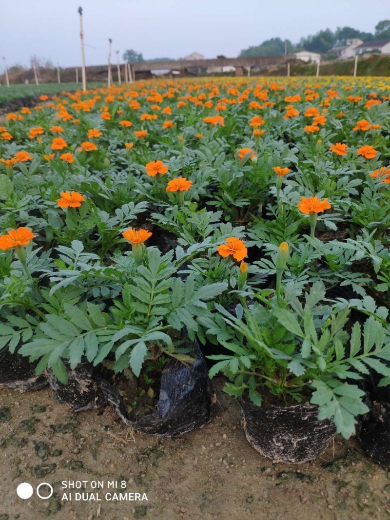 基地直销孔雀草价格美丽