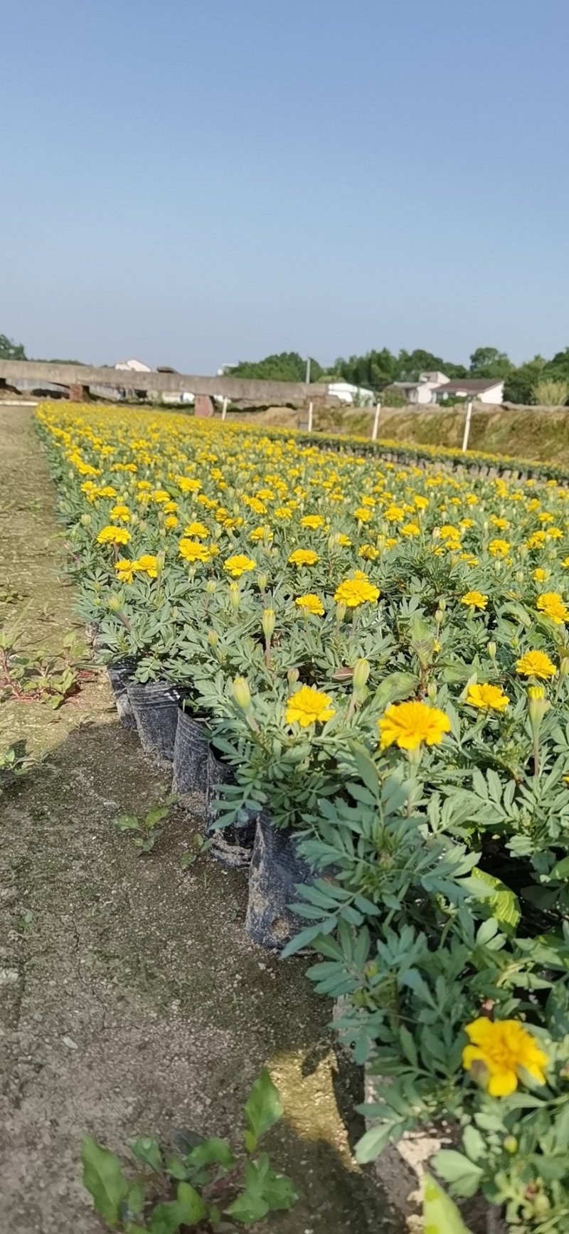 基地直销孔雀草价格美丽
