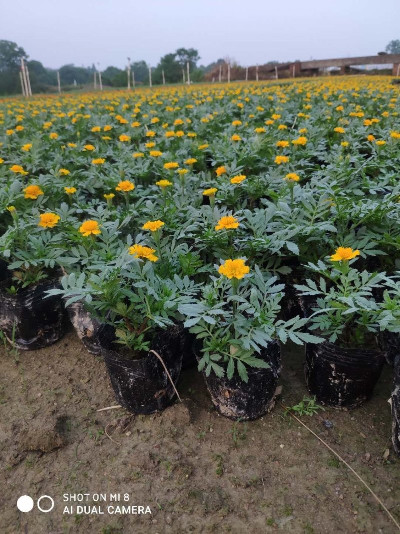 基地直销孔雀草价格美丽