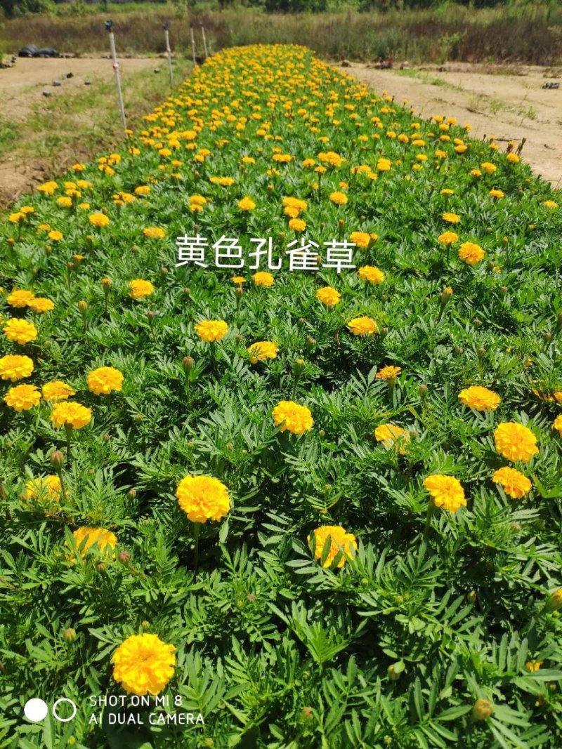 基地直销孔雀草价格美丽