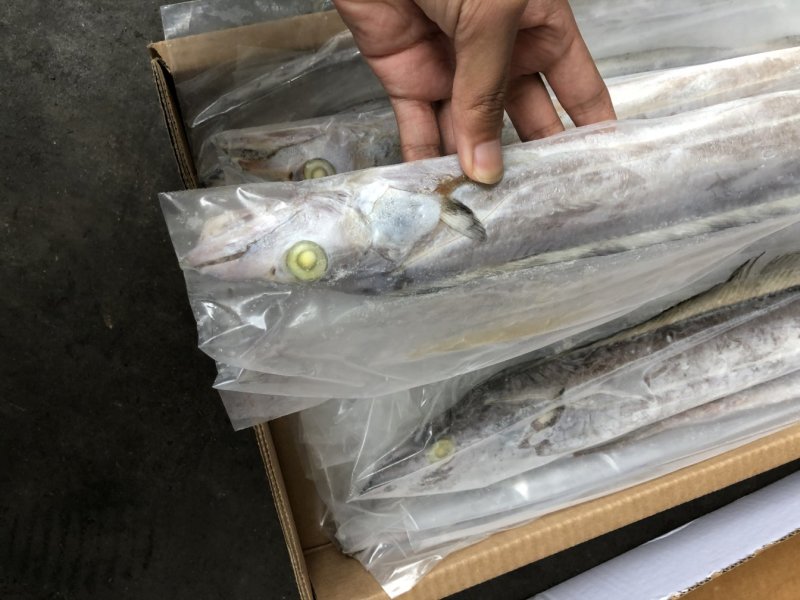 阿曼带鱼