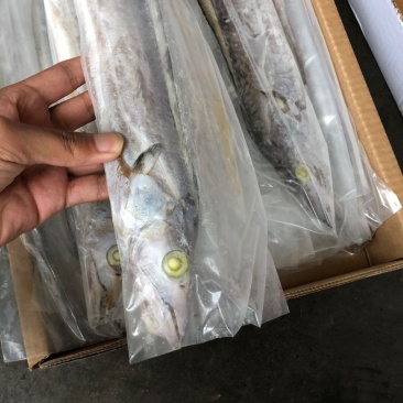 阿曼带鱼