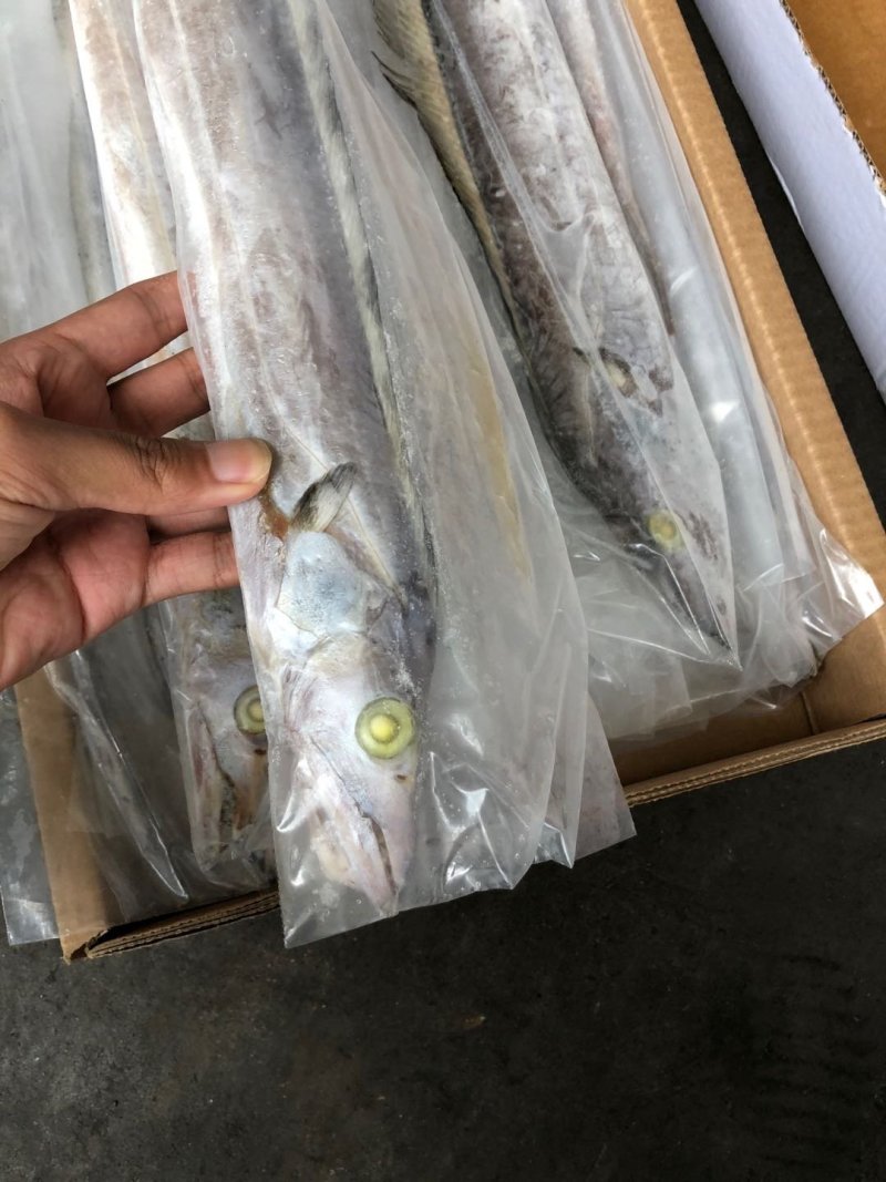 阿曼带鱼