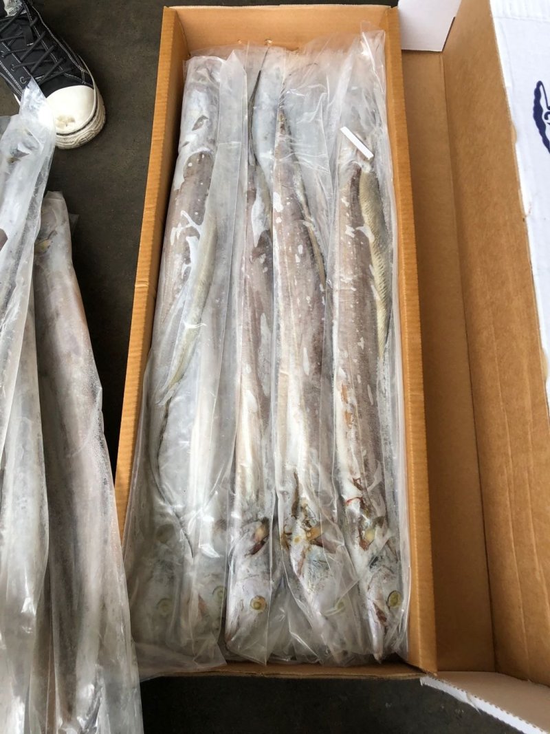 阿曼带鱼
