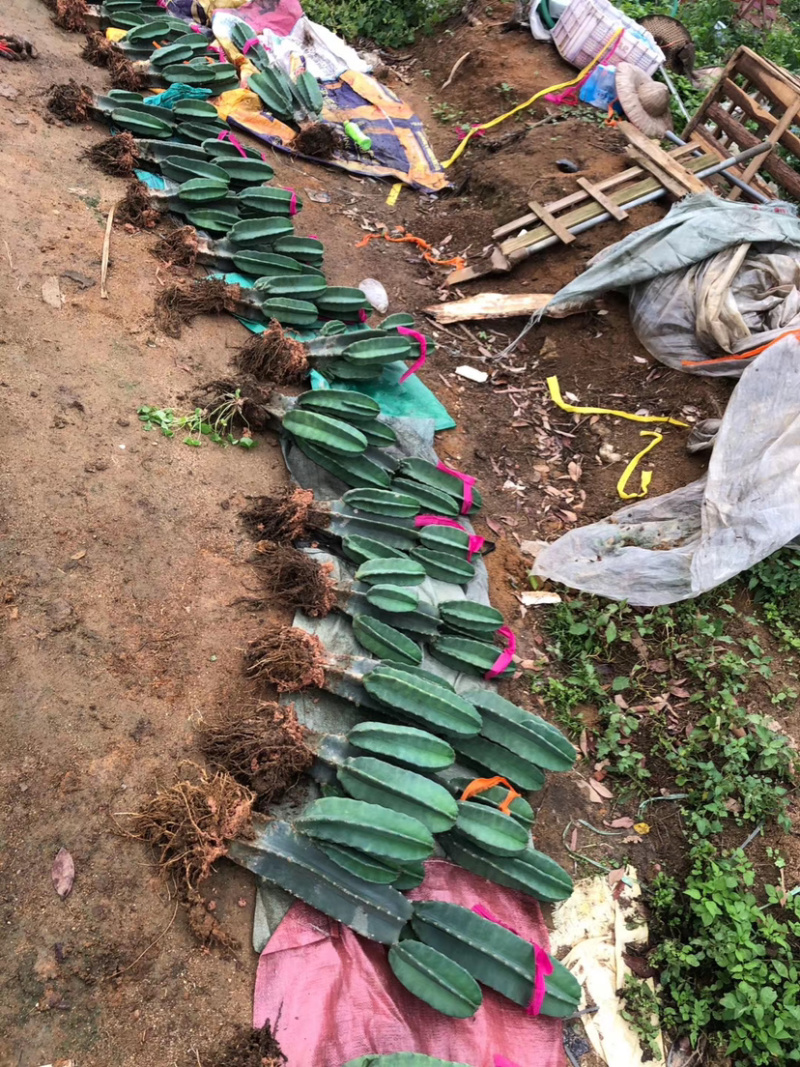 量天尺仙人柱福建仙人柱基地直销景观造型