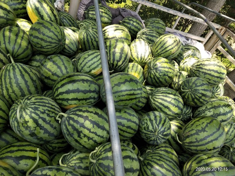 西瓜甜王京欣