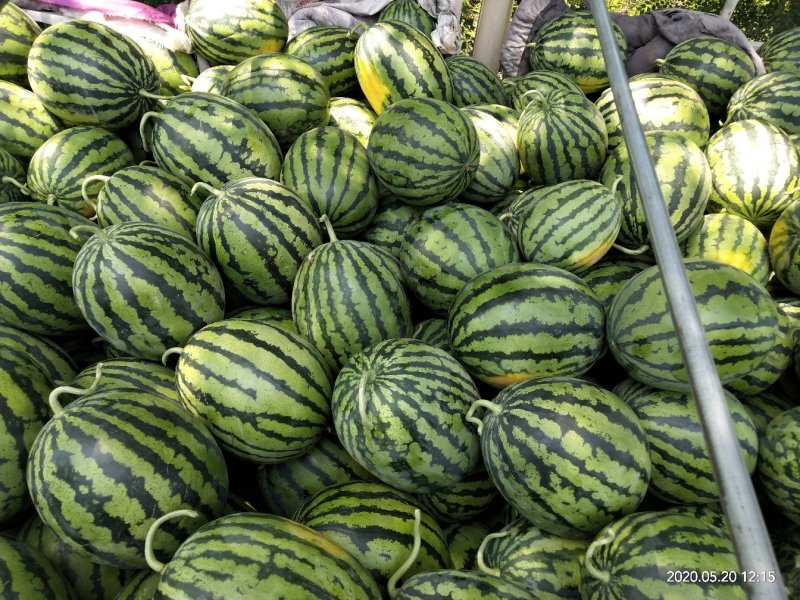 西瓜甜王京欣