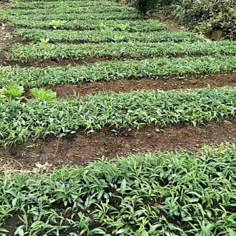 黄精苗/恩施本地多花不倒苗黄精