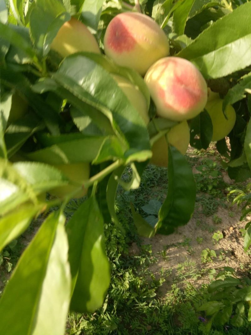 大田毛桃，红白粉，大量上市，大量上市，价格实惠，质量好。