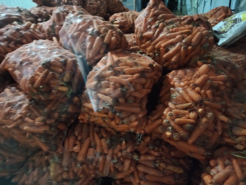 新鲜养殖用胡萝卜次品，虫，牛，羊，加工厂用，脱水蔬菜