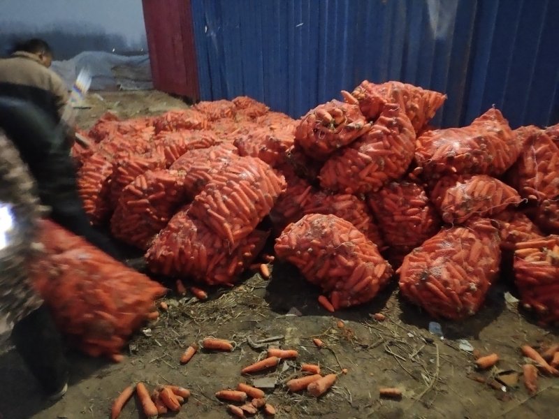 新鲜养殖用胡萝卜次品，虫，牛，羊，加工厂用，脱水蔬菜
