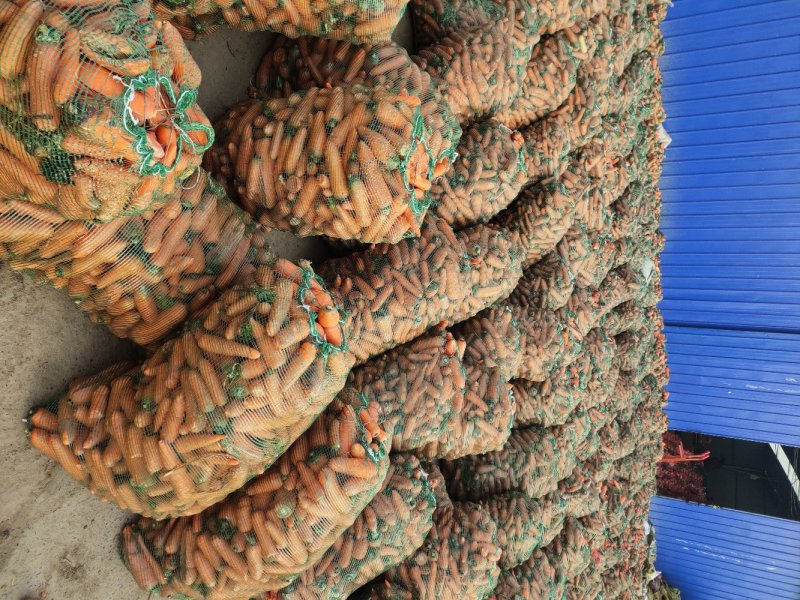 新鲜养殖用胡萝卜次品，虫，牛，羊，加工厂用，脱水蔬菜
