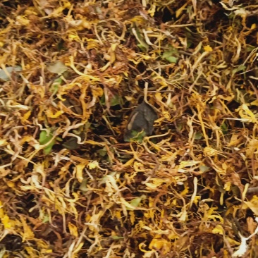 烘干野生金银花