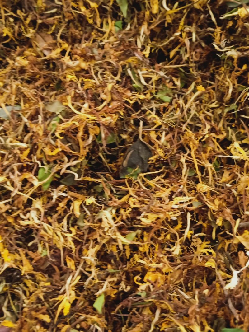 烘干野生金银花