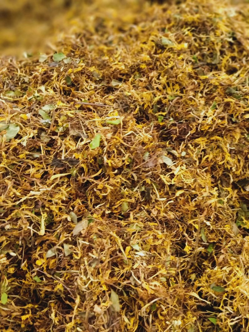 烘干野生金银花