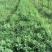 紫花苜蓿草种子四季播种喂猪鱼鹅鸭鸡兔牧草种子保证发芽