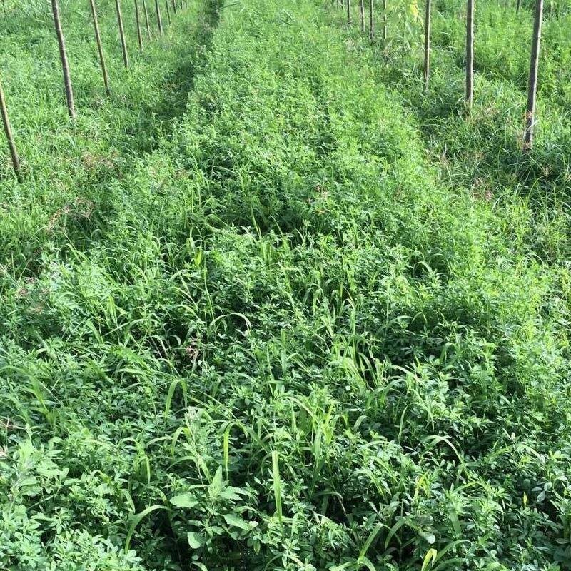紫花苜蓿草种子四季播种喂猪鱼鹅鸭鸡兔牧草种子保证发芽