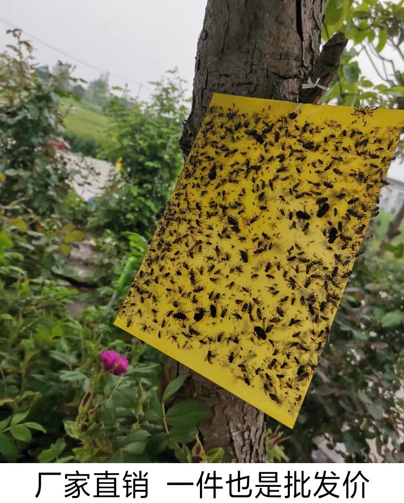 100张双面粘虫板黄板蓝板诱虫板黏沾灭杀各种飞虫包邮到家