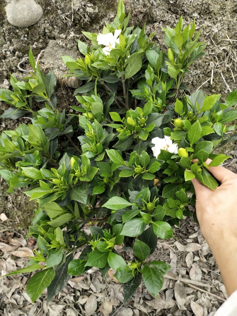 发财树单杆三杆六福辫子基地直发