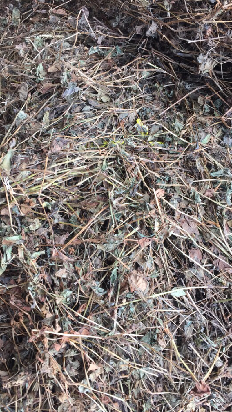 湖北鱼腥草干叶大量上市基地直供可视频看货