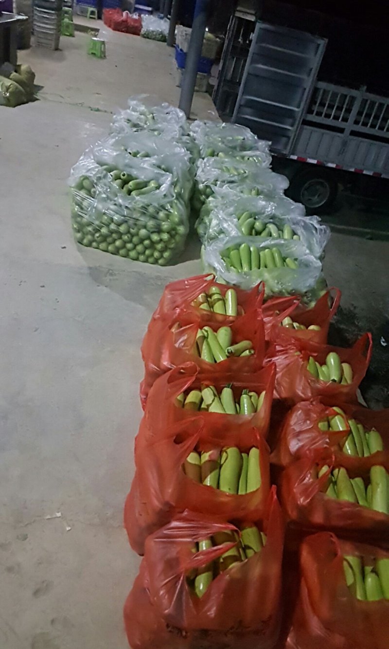长顺鼓扬精品西葫芦瓜小长瓜
