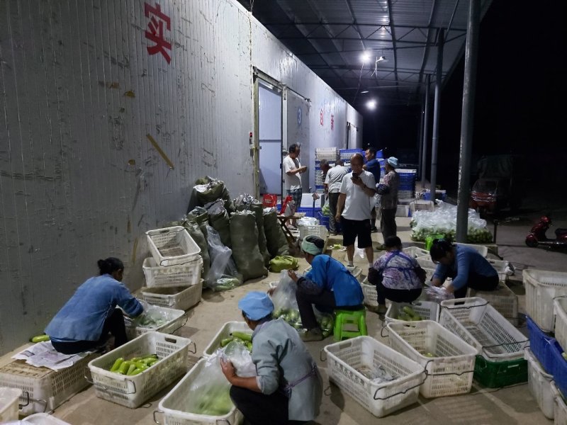长顺鼓扬精品西葫芦瓜小长瓜