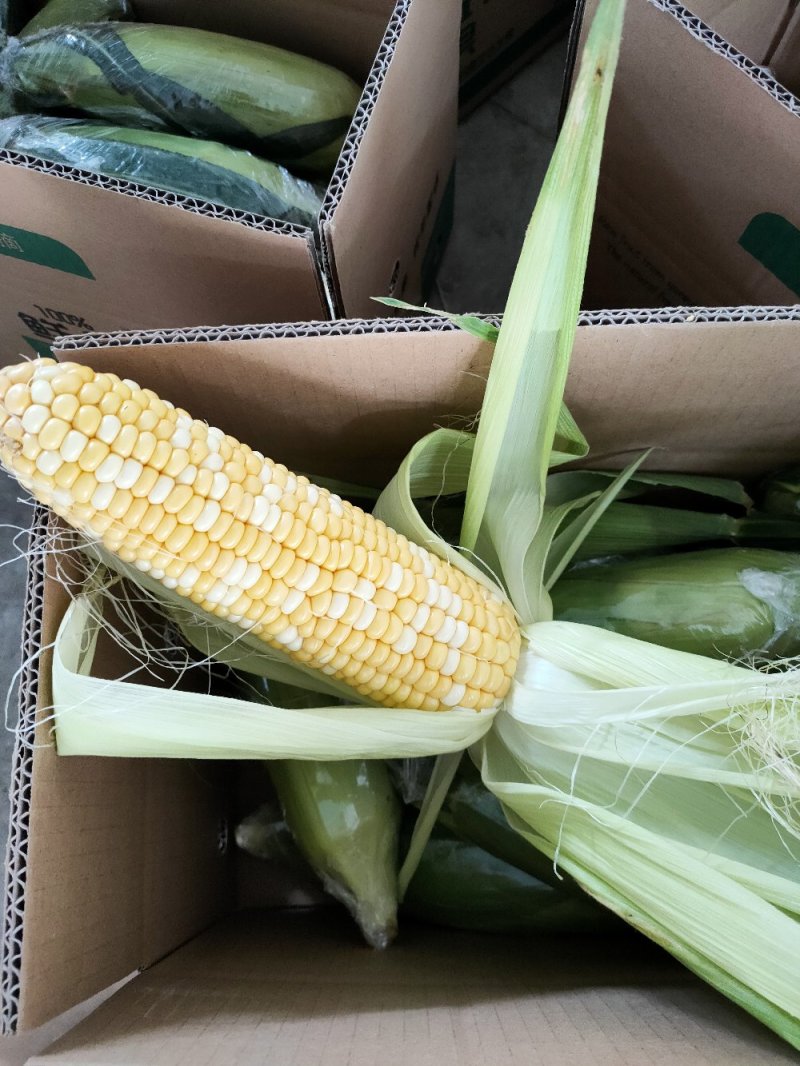 新鲜水果玉米10斤装现货