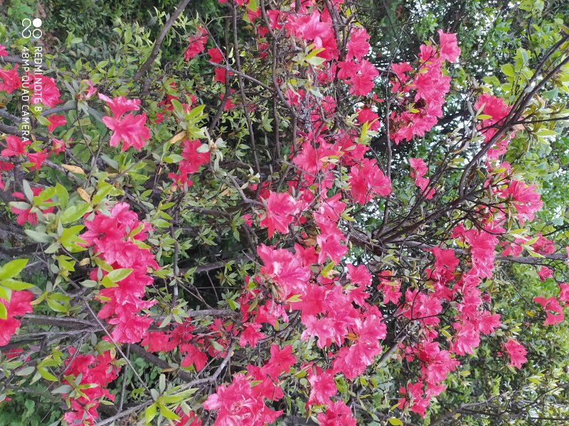 贵州毕节古夜郎大地野生中药材满山红根茎叶入药