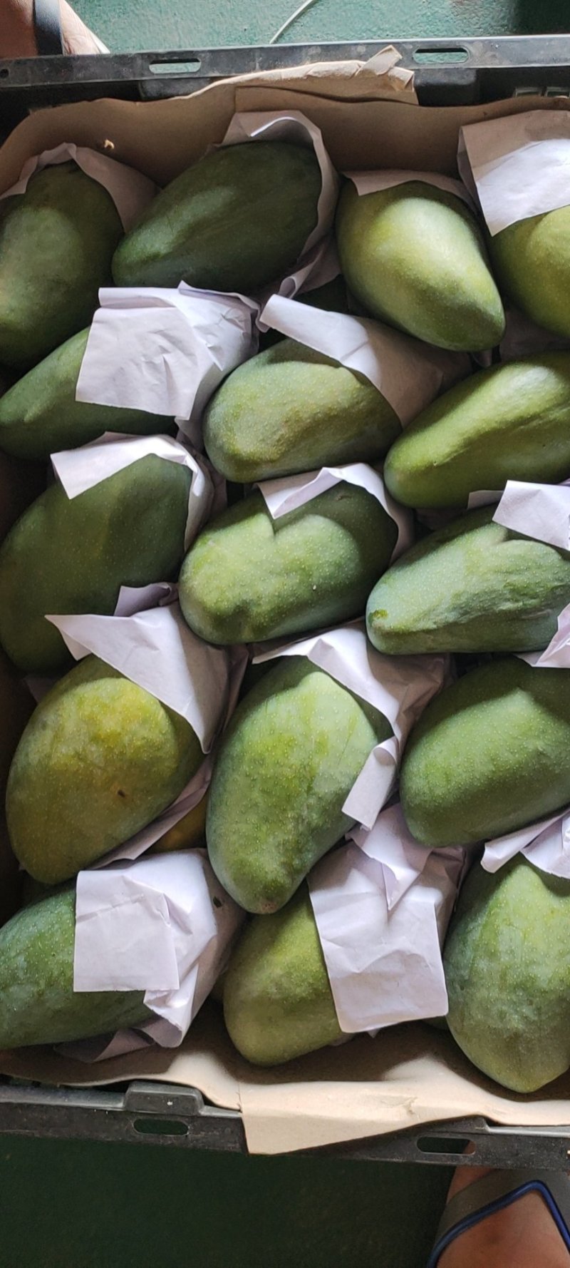 缅甸新鲜小香芒果