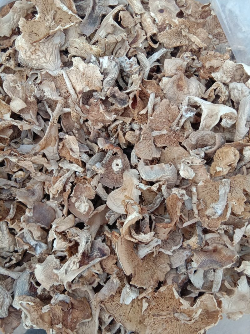 秋露白，白片，云盘蘑菇，趟子蘑，草原大白蘑！