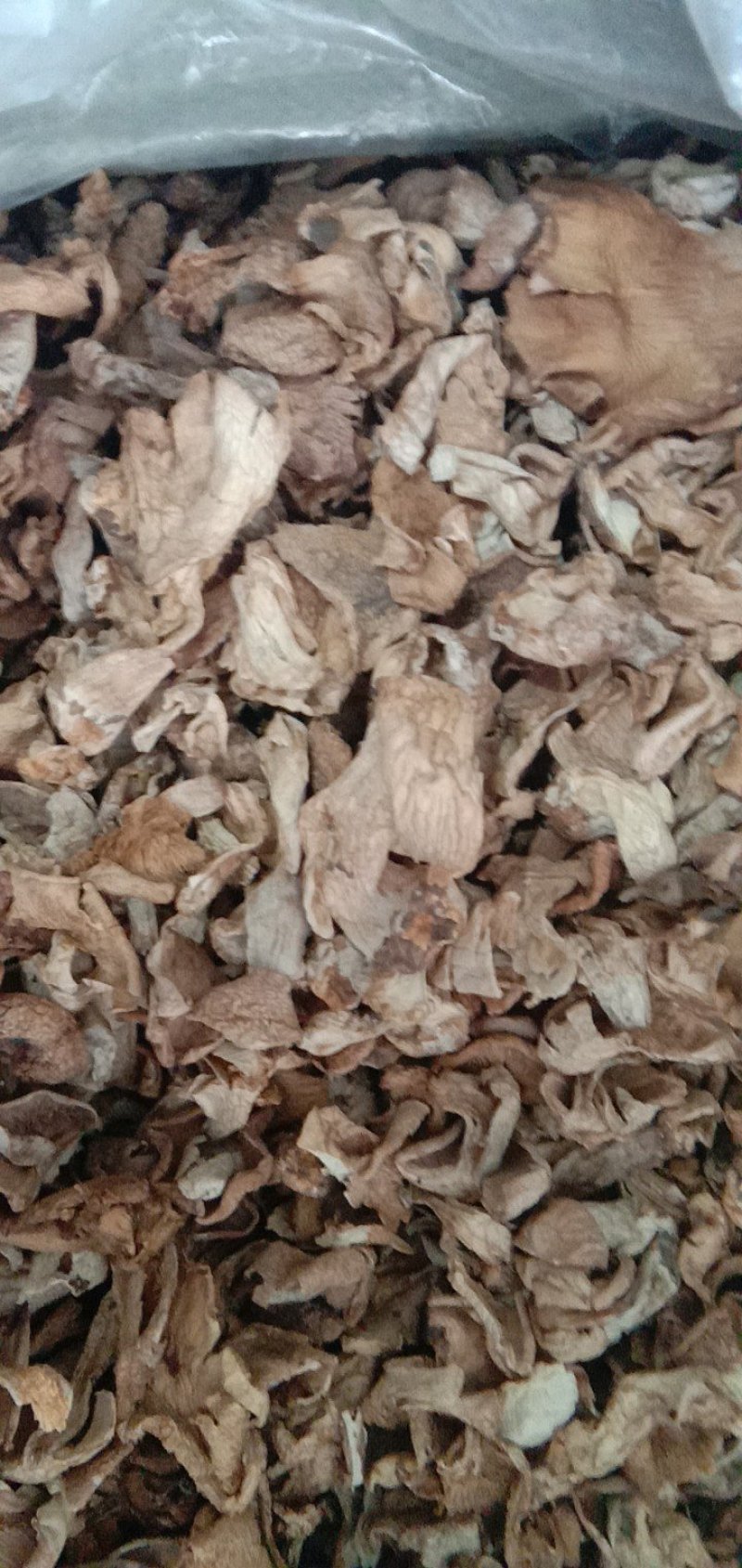 秋露白，白片，云盘蘑菇，趟子蘑，草原大白蘑！