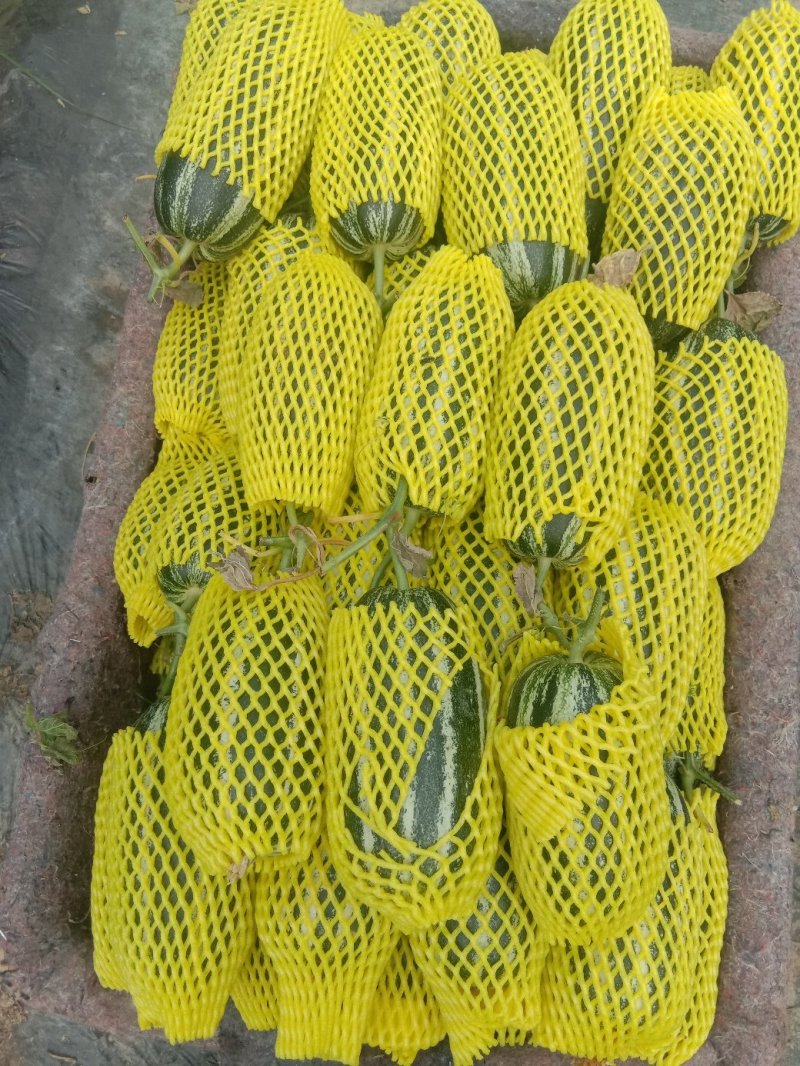【精品】山东万亩基地供货，博洋9甜瓜大量上市，保质保量