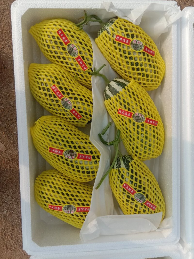 【精品】山东万亩基地供货，博洋9甜瓜大量上市，保质保量