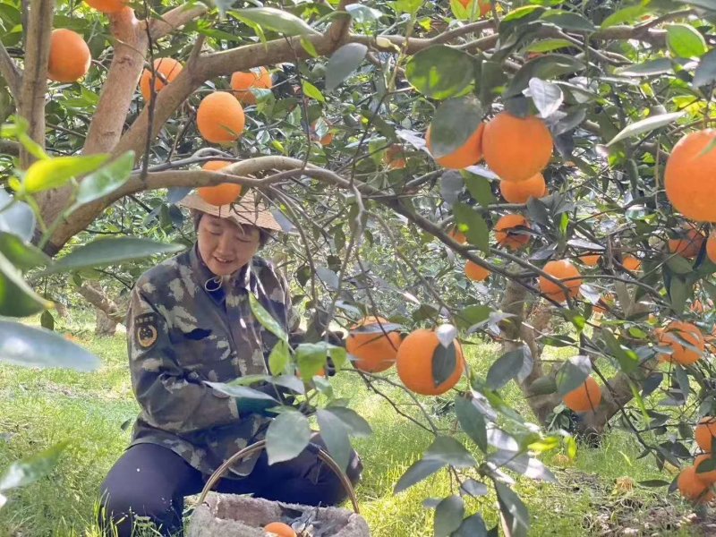 脐橙九月红爱媛果冻橙皮毛光滑细嫩现场采摘