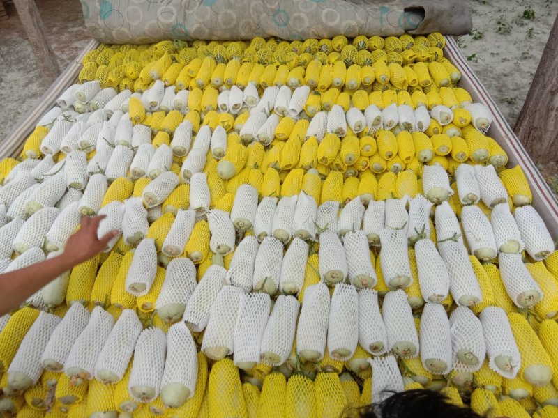 【精品博洋9甜瓜】万亩甜瓜基地直发，货源足口感佳欢迎订购