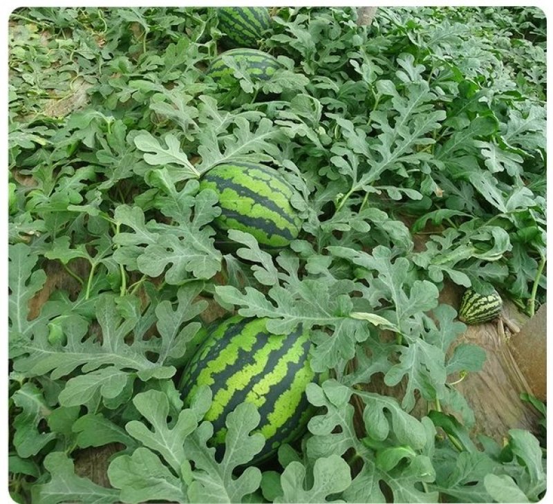 安徽万亩甜王西瓜基地现摘现发市场超市直供甜度高质量好